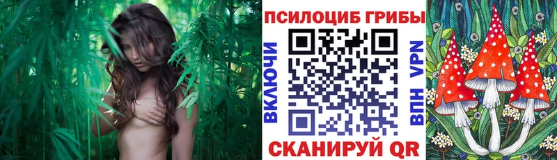 продажа наркотиков  Красногорск  Псилоцибиновые грибы Magic Shrooms 